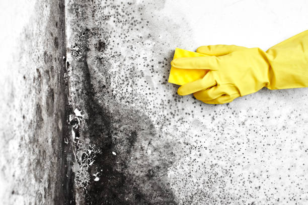 Why You Should Choose Our Mold Remediation Services in Union Park, FL